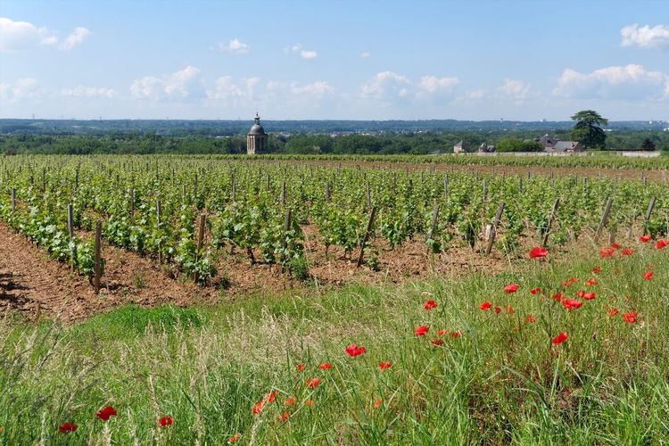 vignoble Vouvray