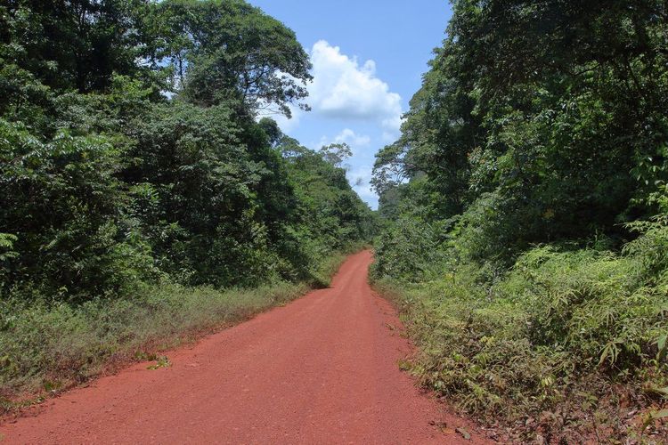 Forêt domaniale de Guines