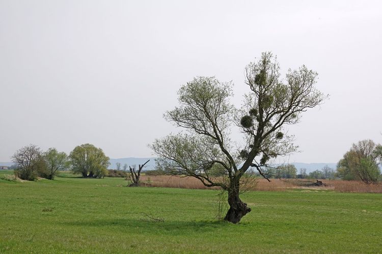 Plaine du Ried