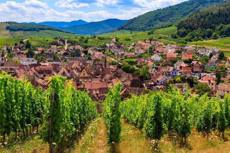 Riquewihr vignes