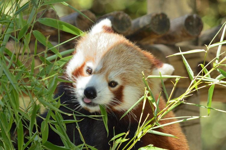 Zoo de la Palmyre