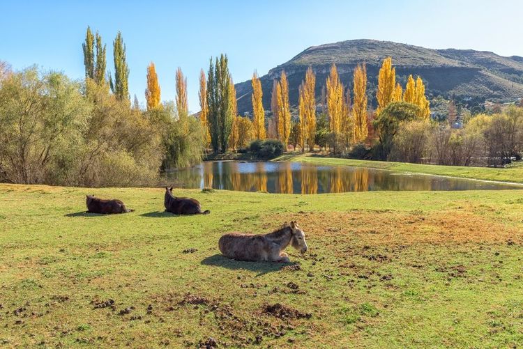 Poplar,Trees,In,Autumn,Colors,With,Reflections,In,Lake,Clarens.