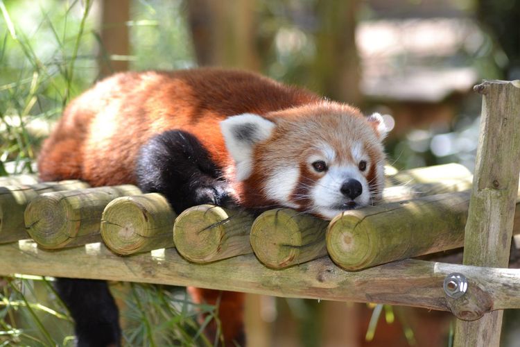 Zoo de La Palmyre