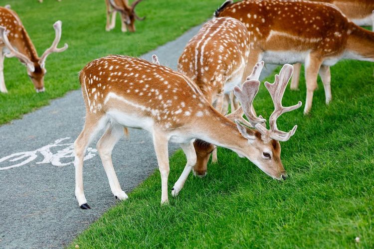 Phoenix Park Dublin