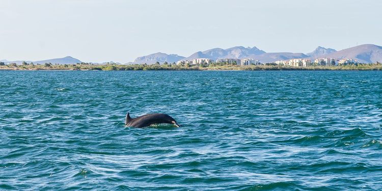 Baie de La Paz dauphin