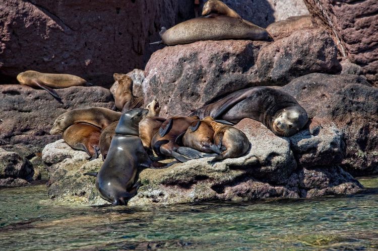 Lions de mer Los Islotes