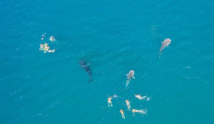 requin baleine La Paz