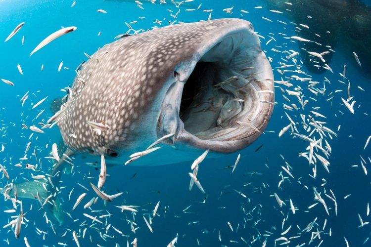 requin baleine Mexique