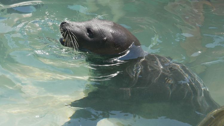 otarie-aquarium