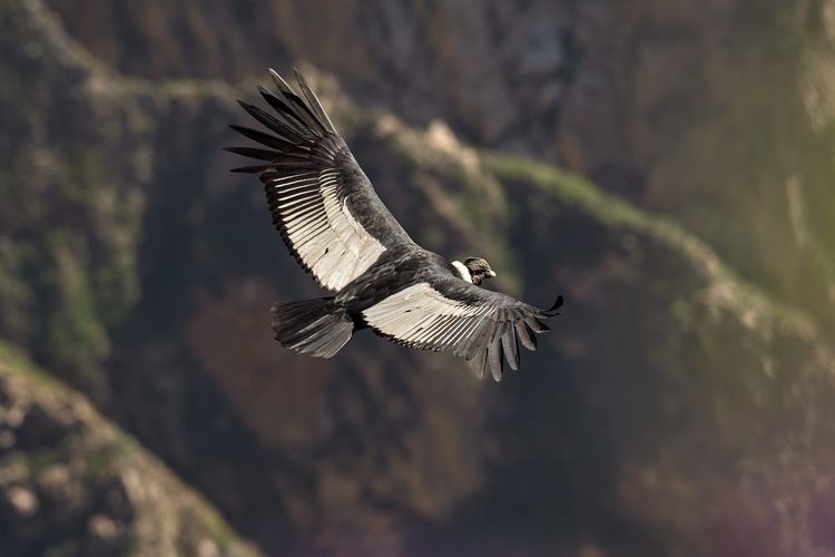 Canyon de Colca