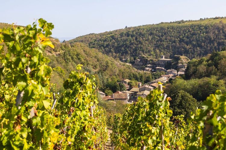 vignoble Côtes d'Auvergne