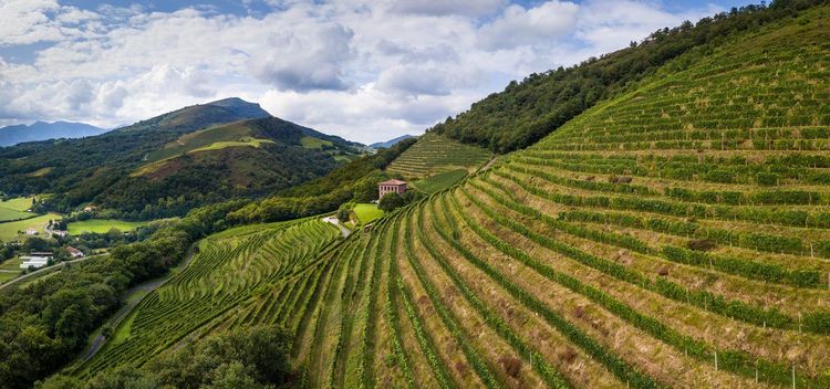 Vignoble Irouléguy