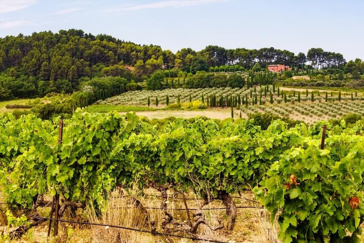 vignoble Provence