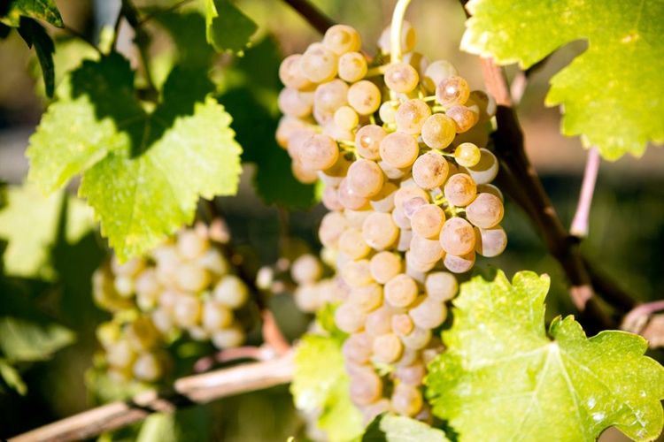 vigne-condrieu