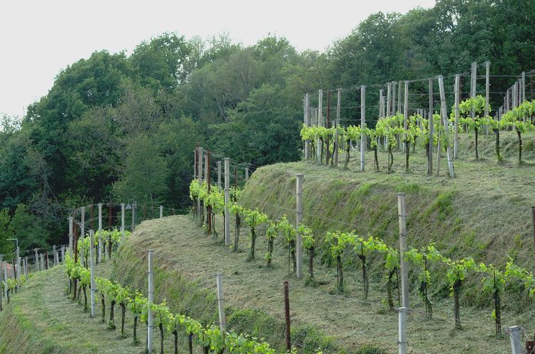Vignoble de Bellet