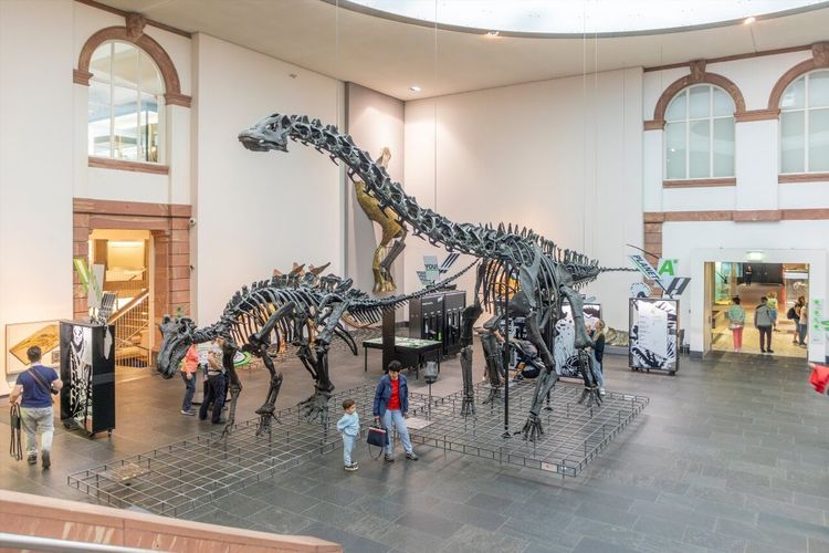 Senckenberg Naturmuseum