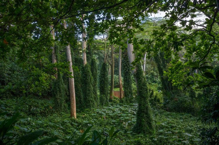 Manoa Falls Trail