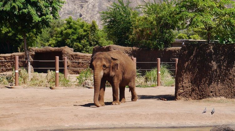 Zoo de Honolulu