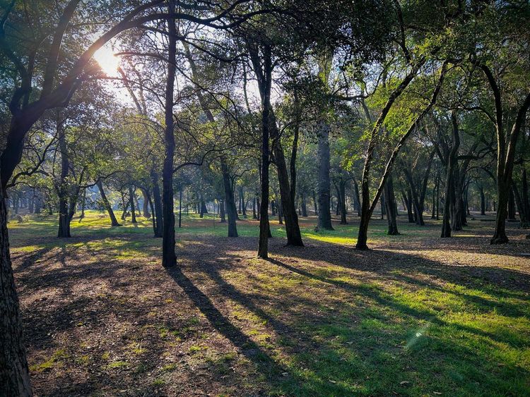 Bosque de Chapultepec