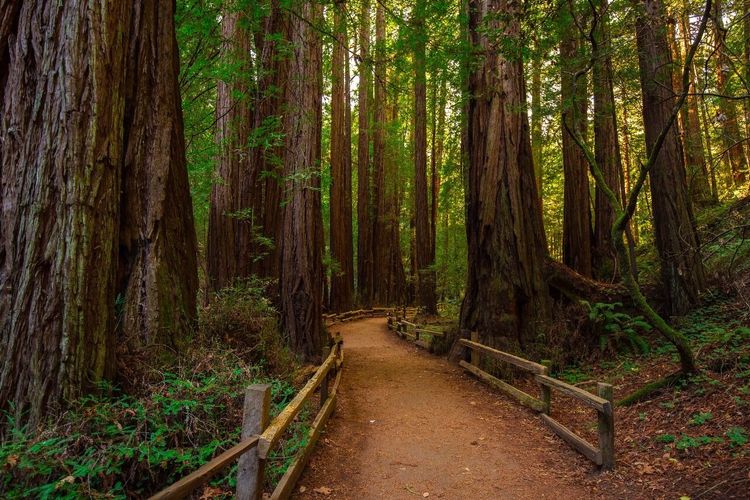 Muir Woods