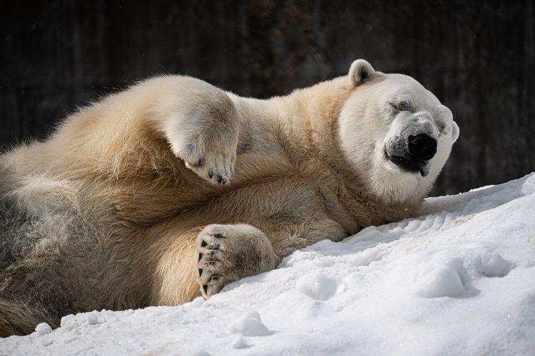 Toronto Zoo