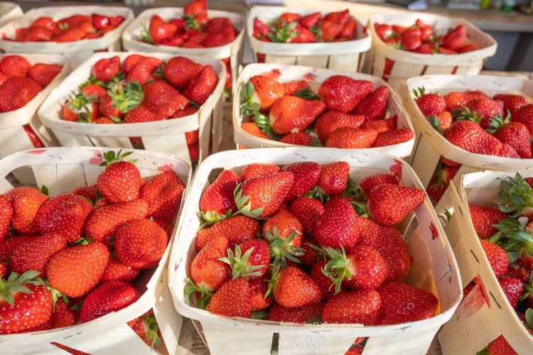 fraises de Carpentras