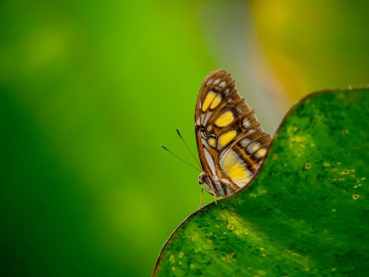 serre-papillon