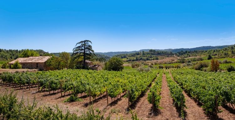saint-chinian-vignoble