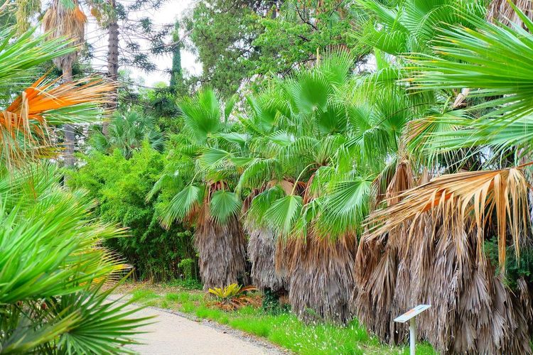 Jardin Thuret