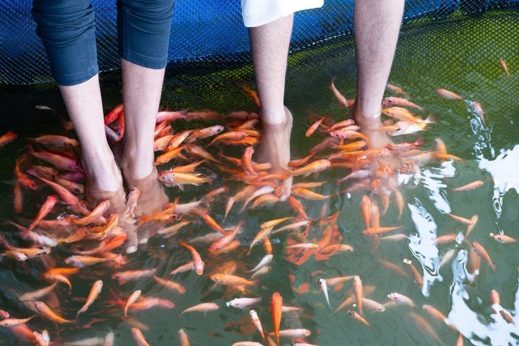 fish spa garra rufa
