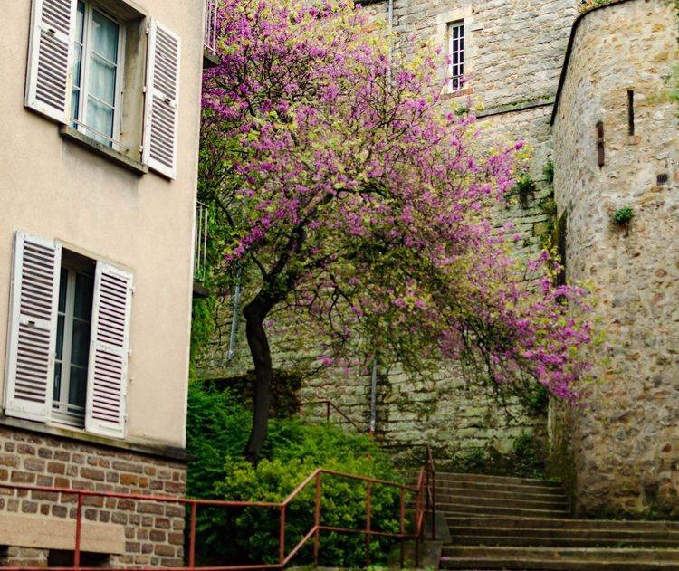 Cité Plantagenêt