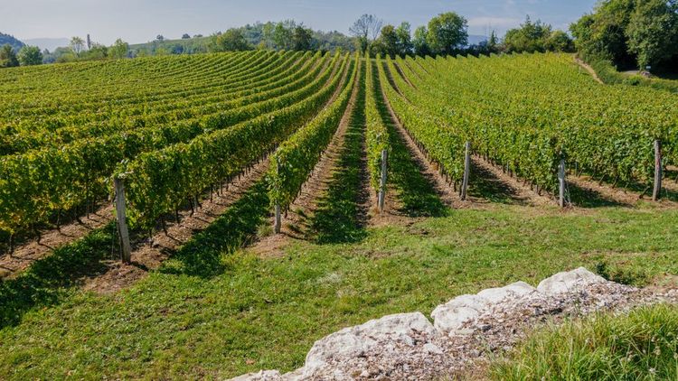 vignobles-bugey