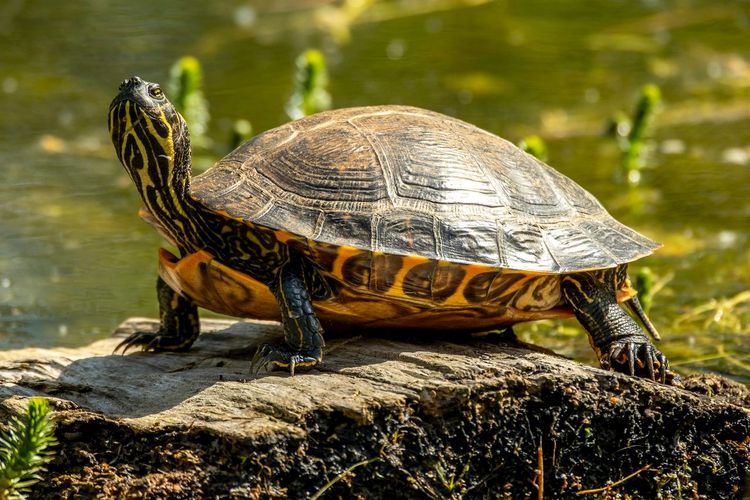 tortues parc Europe
