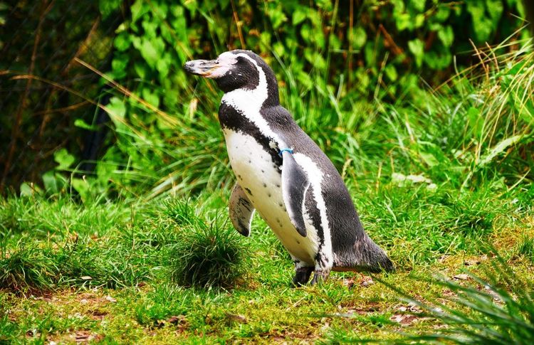 Zoo d'Amiens