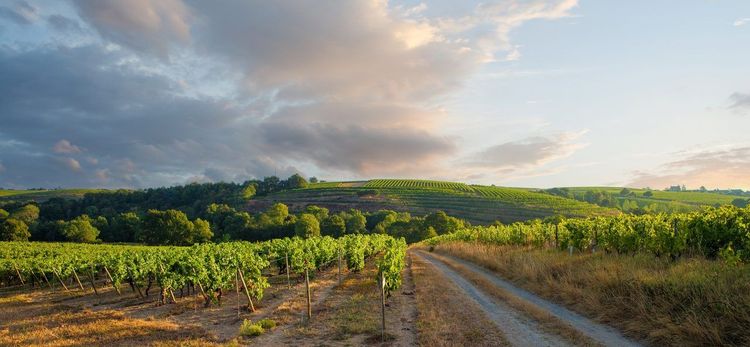 Vignobles Anjou