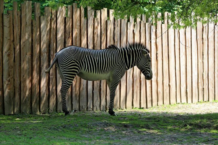 parc zoo Anvers