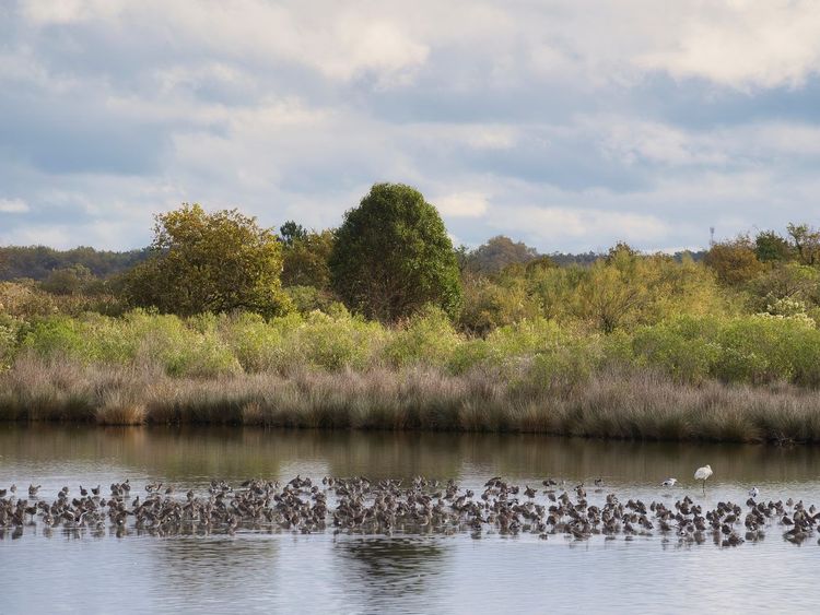 Réserve ornithologique du Teich