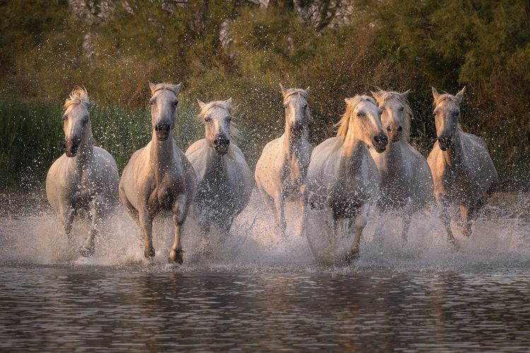 Camargue chevaux blancs