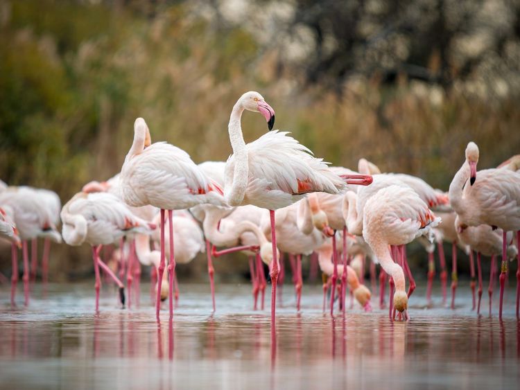 Camargue flamants roses