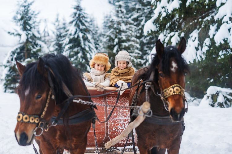 balade à cheval calèche