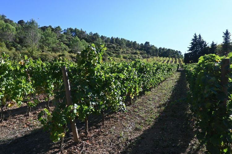 Béziers vignobles vendanges