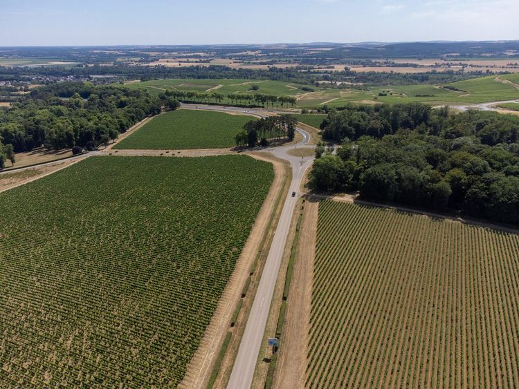 Sancerre vignoble