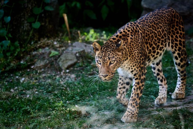 Zoo Bratislava