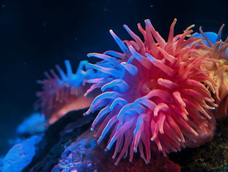 récif corallien tropical aquarium