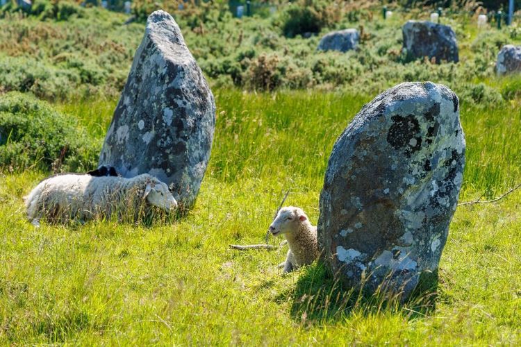 alignements de Carnac