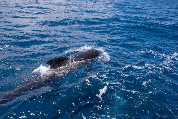 Détroit de Gibraltar dauphins
