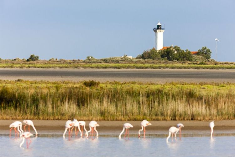 Flamingos,And,Gacholle,Lighthouse,,Parc,Regional,De,Camargue,,Provence,,France