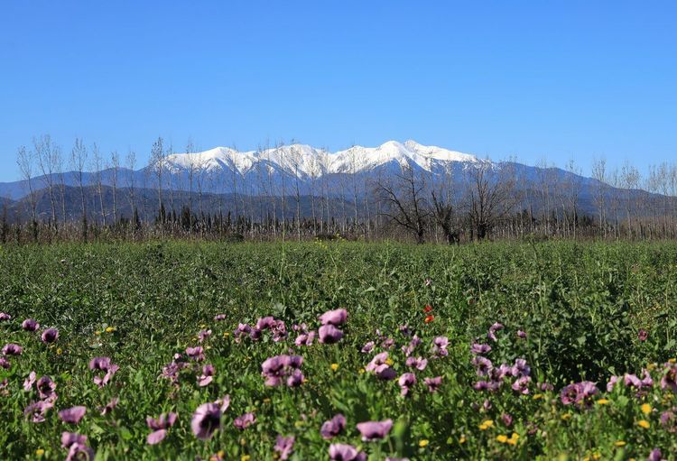 Canigou randonnée