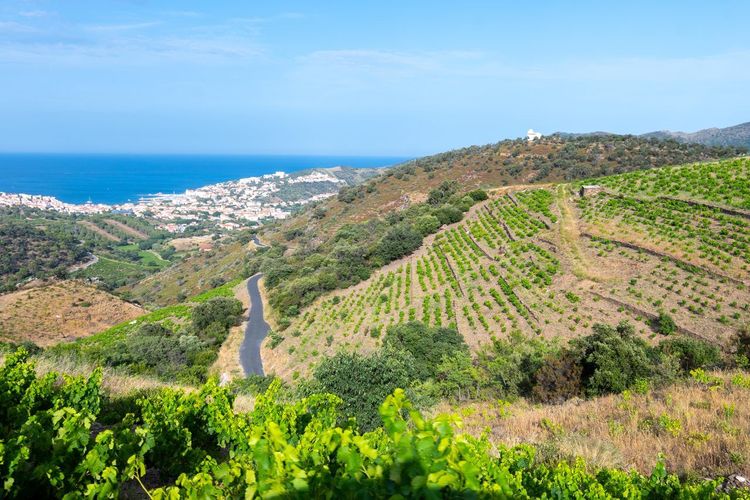 Vignobles de Banyuls