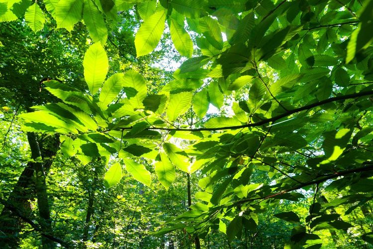 Forêt de Compiègne printemps
